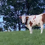 Dein Himmelreich - Ruheoase Im Almenland Auf 1000m Ueber'm Alltag Daire