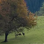 Daire Dein Himmelreich - Ruheoase Im Almenland Auf 1000m Ueber'm Alltag Kloster