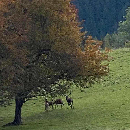 Apartment Dein Himmelreich - Ruheoase Im Almenland Auf 1000m Ueber'm Alltag Kloster