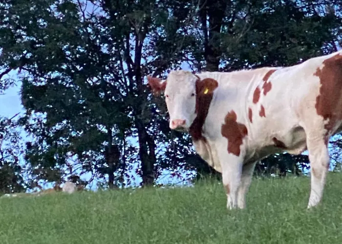 Dein Himmelreich - Ruheoase Im Almenland Auf 1000m Ueber'm Alltag Appartement