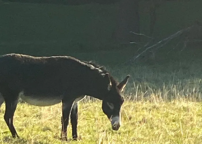 Dein Himmelreich - Ruheoase Im Almenland Auf 1000m Ueber'm Alltag Kloster