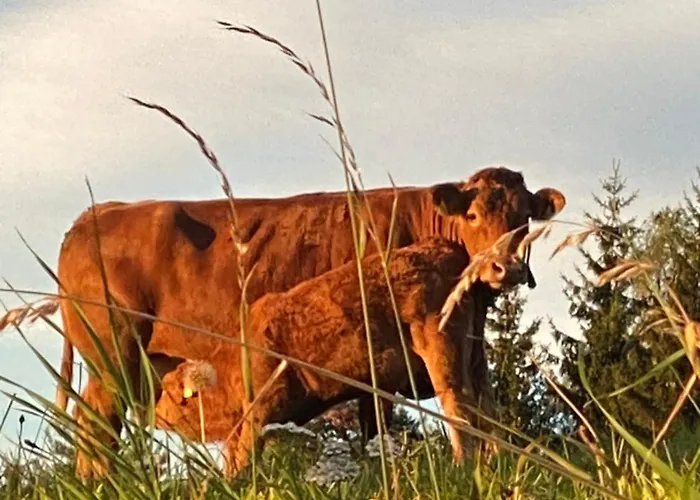 Dein Himmelreich - Ruheoase Im Almenland Auf 1000m Ueber'm Alltag